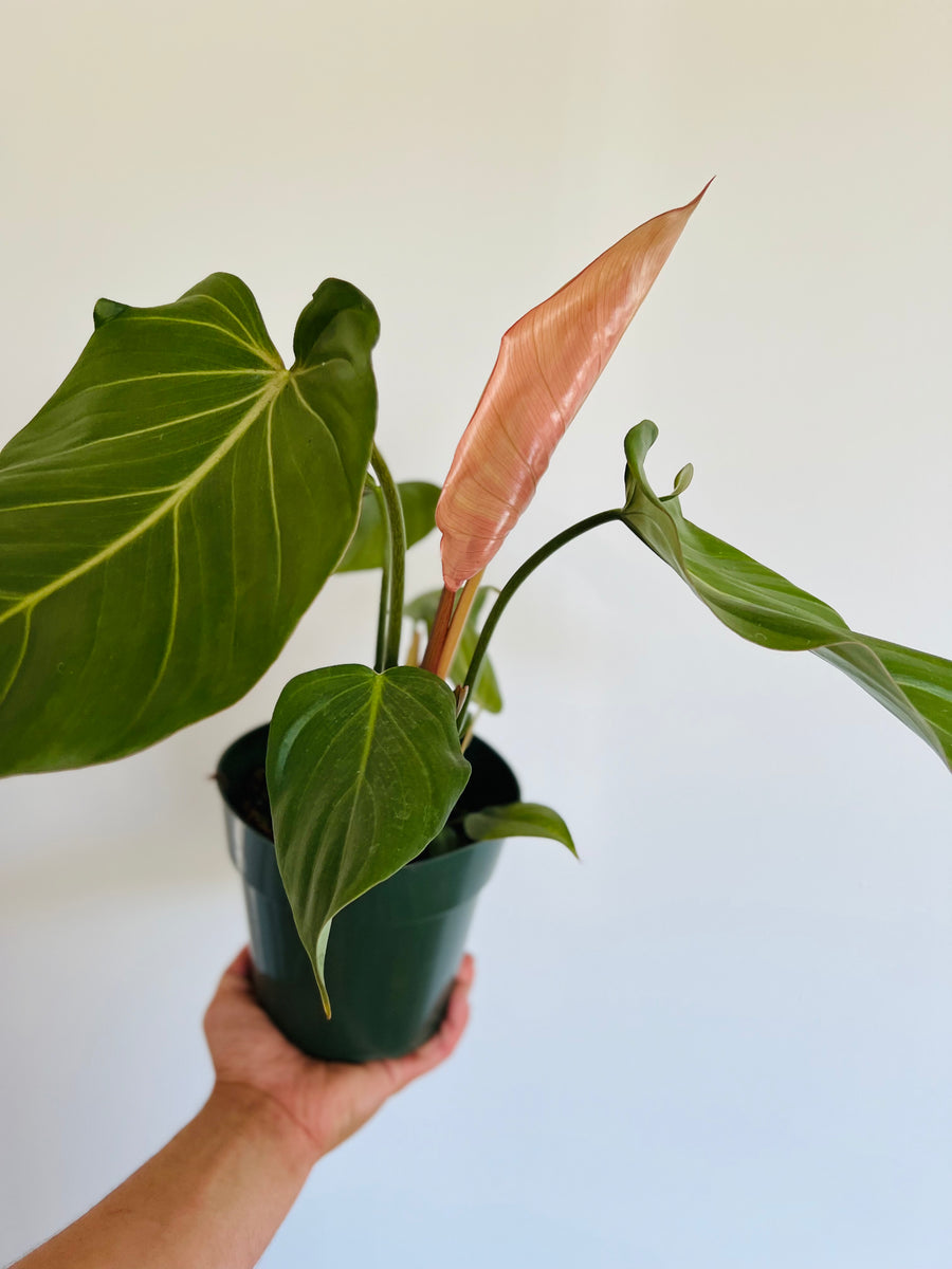 Philodendron Summer Glory - New Cultivar - 6