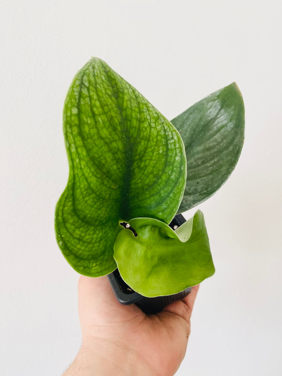 Scindapsus Jade Satin - 3