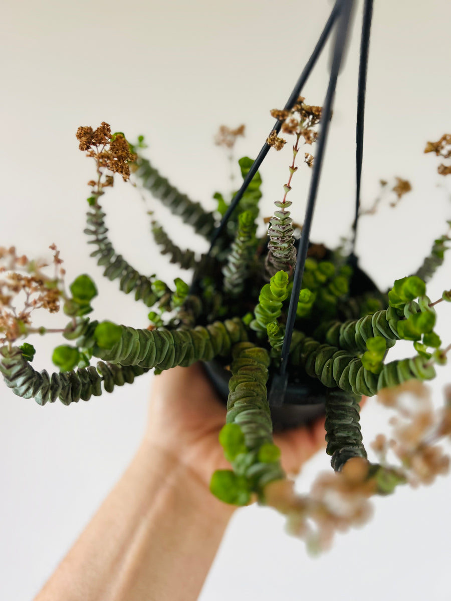 String of Caterpillars - Crassula Hottentot - 4