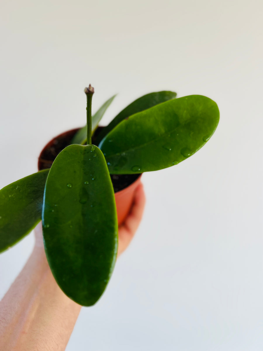 Hoya Meliflua ssp. Fraterna - Rare Hoya - 4