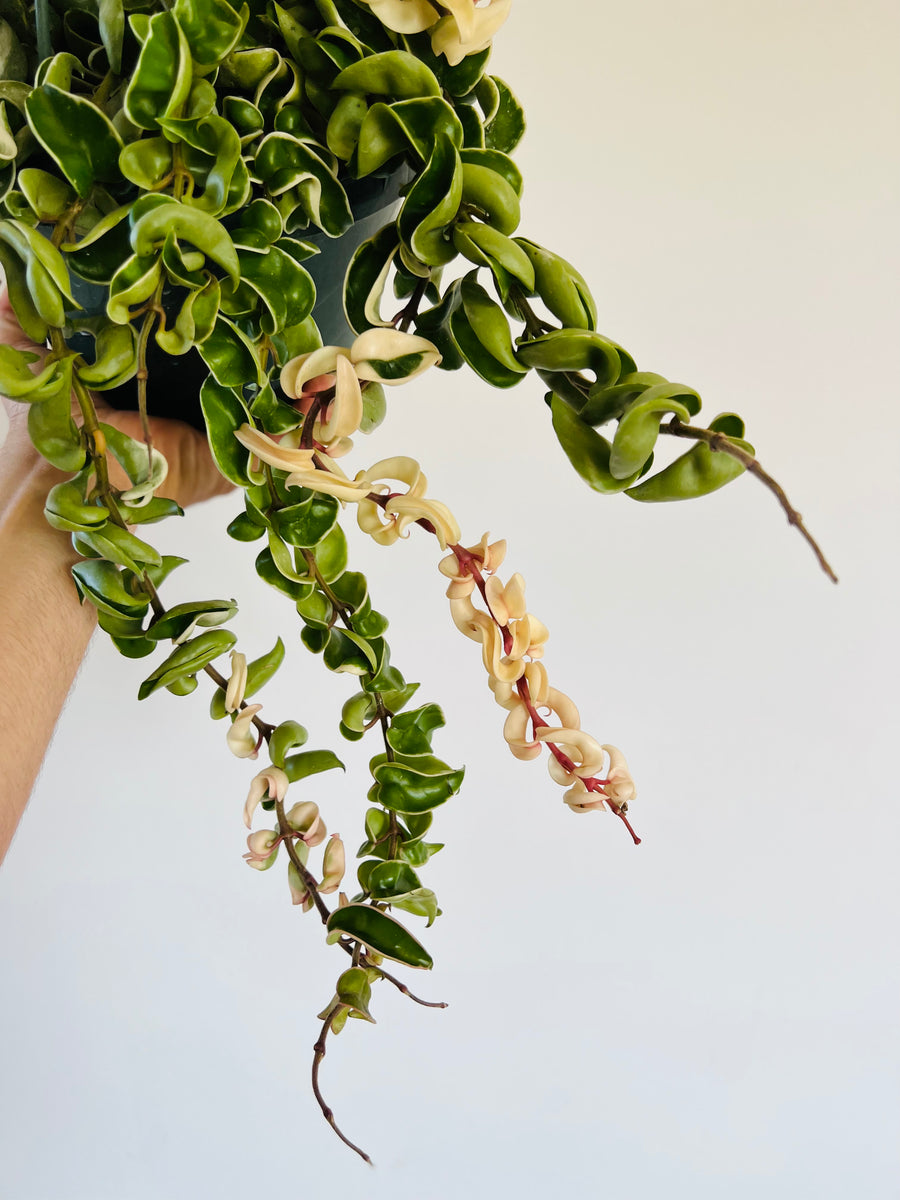 Variegated Hoya Rope - Very Full & Trailing - 8