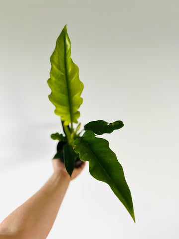 Philodendron Tiger’s Tooth - 4