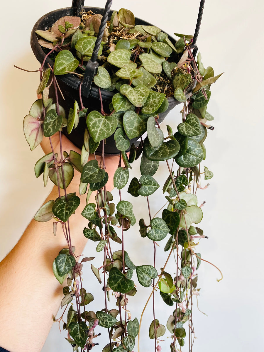 String of Hearts - Ceropegia Woodii - 3+ Feet Vines - 6