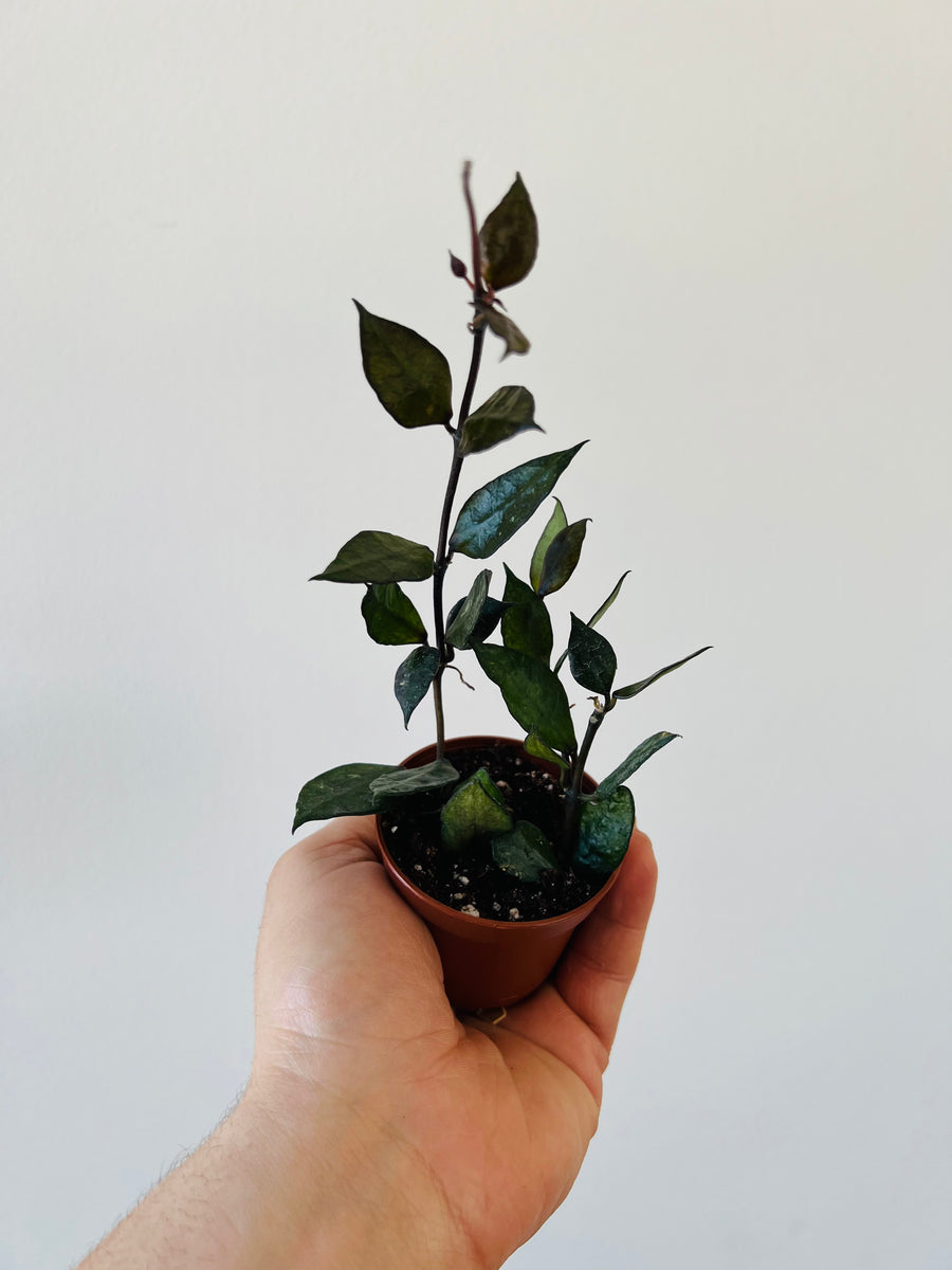 Hoya Krohniana ‘Black’ - Starter Hoya - 2