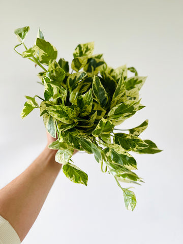 Pothos Pearls & Jade - Epipremnum Aureum 'Pearls & Jade' - Full Heads - 6