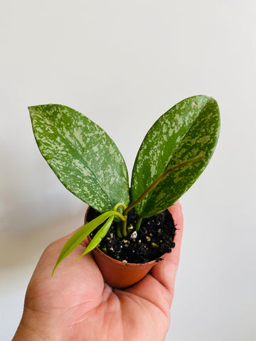 Hoya Pubicalyx - Starter Hoya - 2