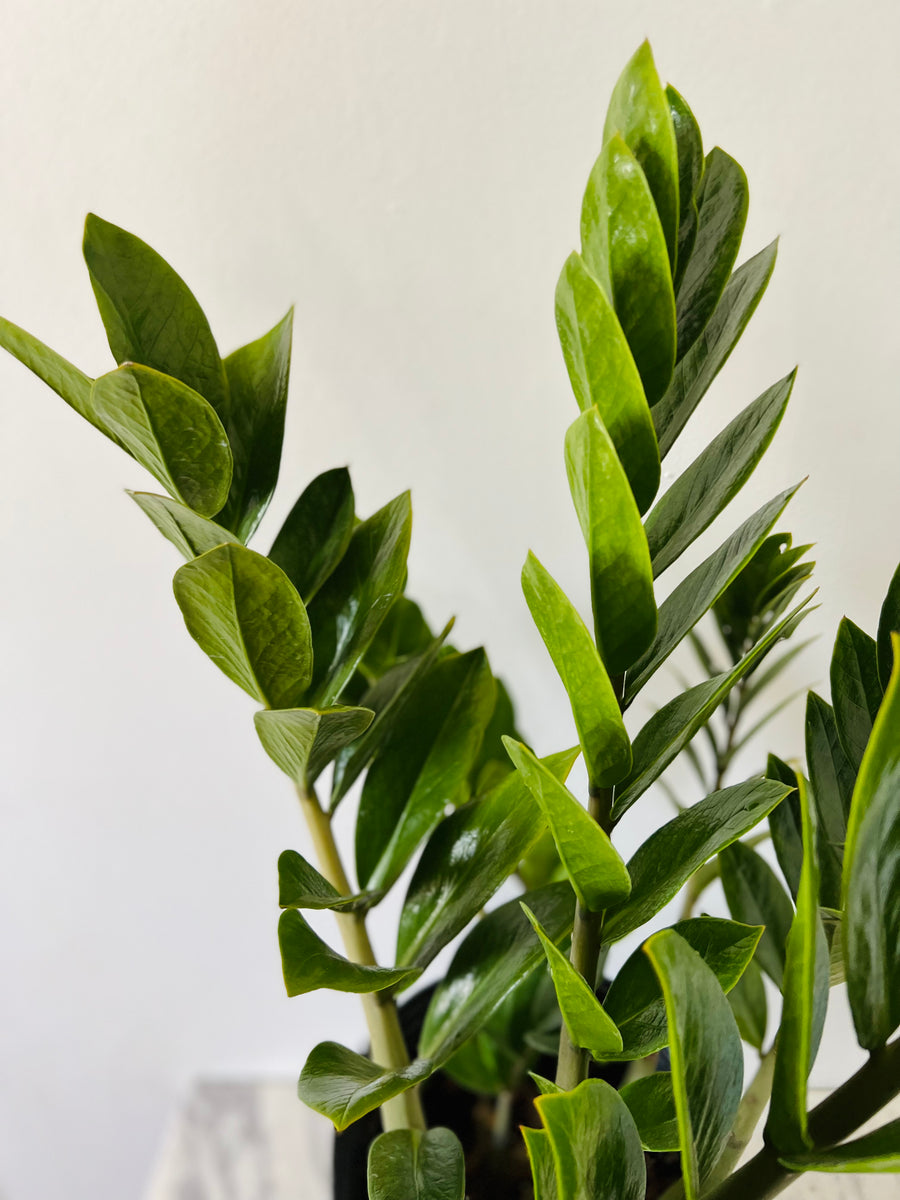 ZZ Plant - Zamioculcas Zamiifolia - Up to 3 Feet Tall - 10