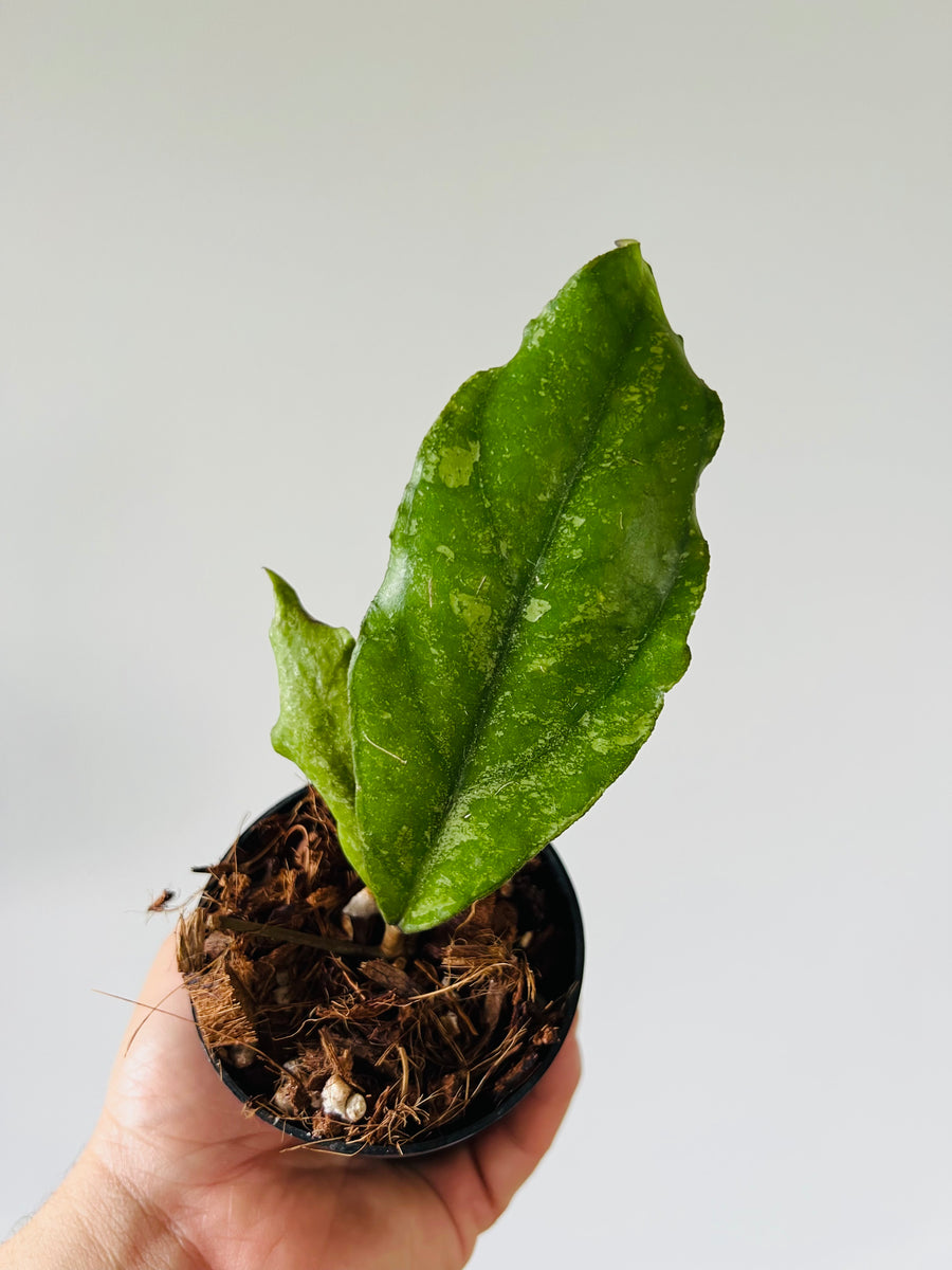 Hoya sp. Chicken Farm - Rare Hoya - 3.5” Pots
