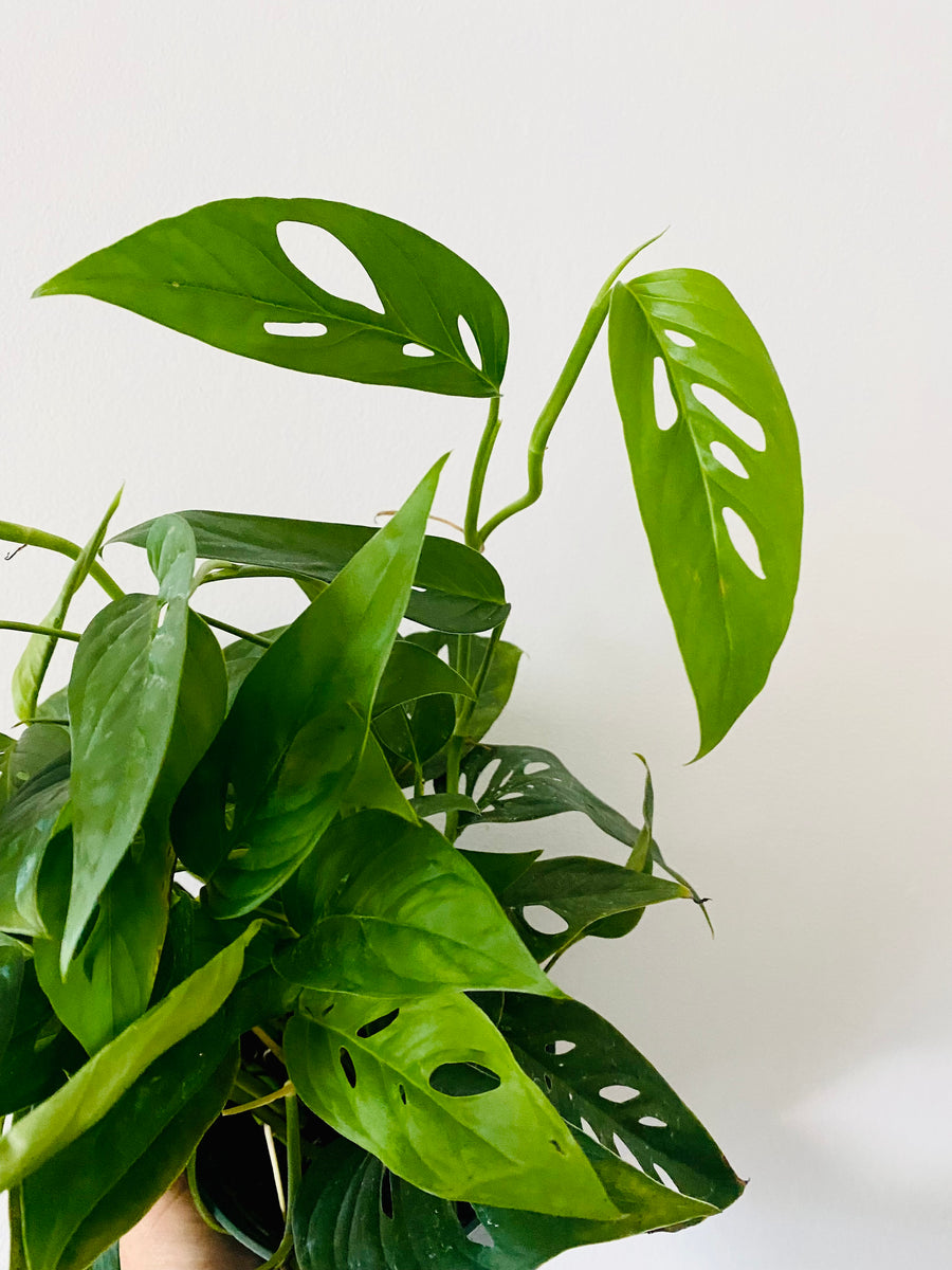 Monstera Adansonii 'Narrow Form' - Swiss Cheese - 6