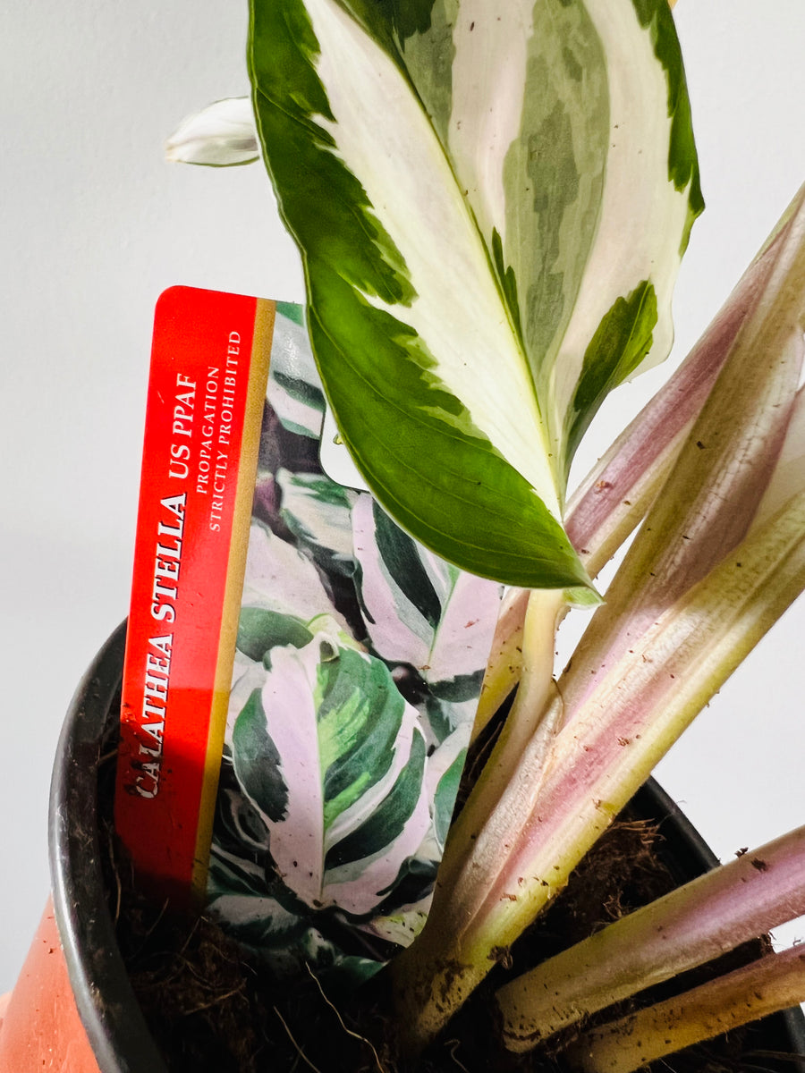 Calathea Stella - Brand New Cultivar - 4