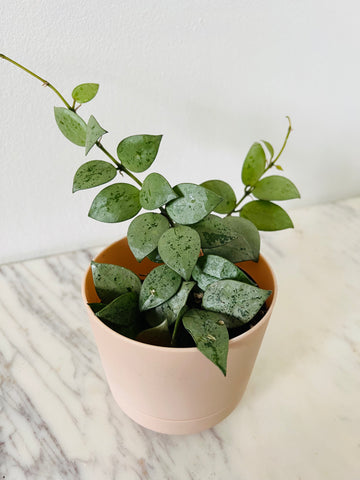 Hoya Krohniana ‘Super Silver’ - 4