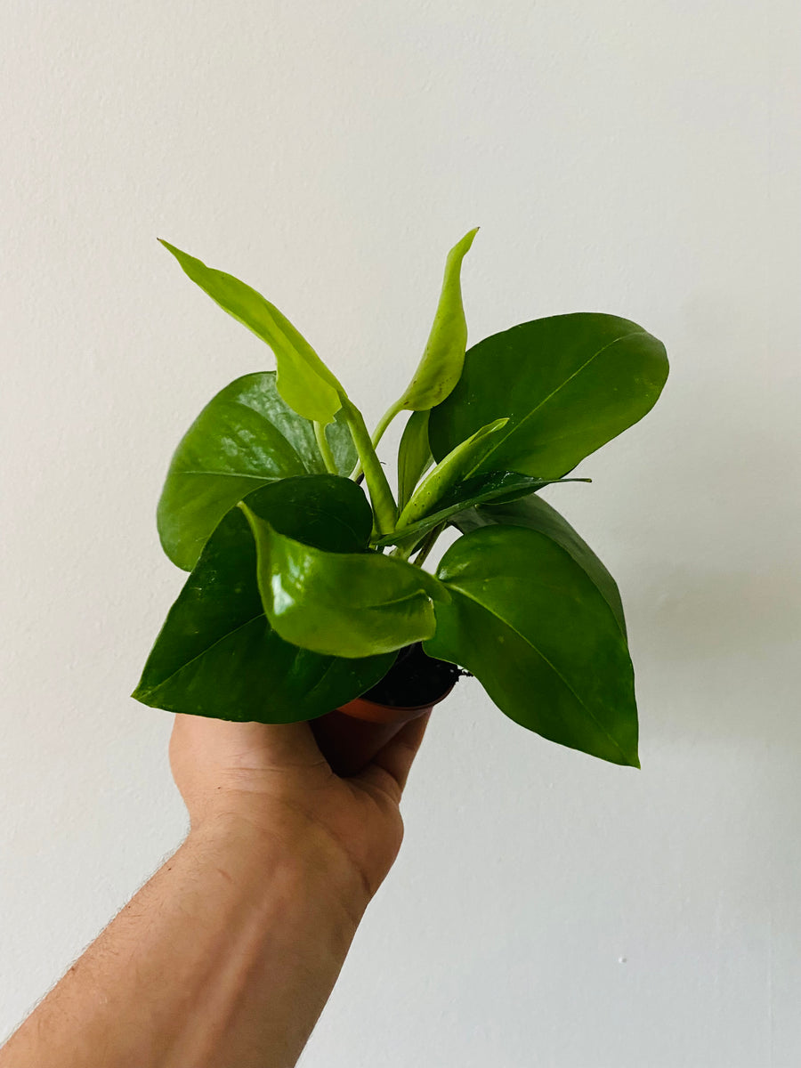 jade pothos vs golden Jade Pothos - Epipremnum Aureum 'Jade'
