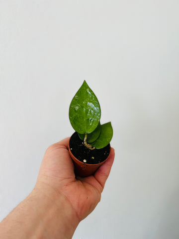Hoya Parasitica 'Black Margin' - 2