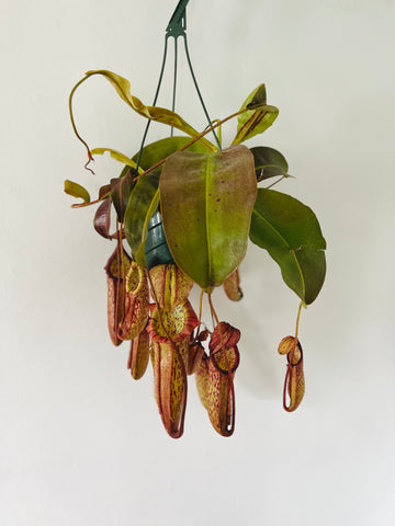 Pitcher Plant - Nepenthes 'Miranda' - 8