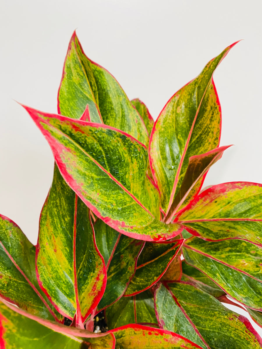 aglaonema red creta Aglaonema 'Creta'