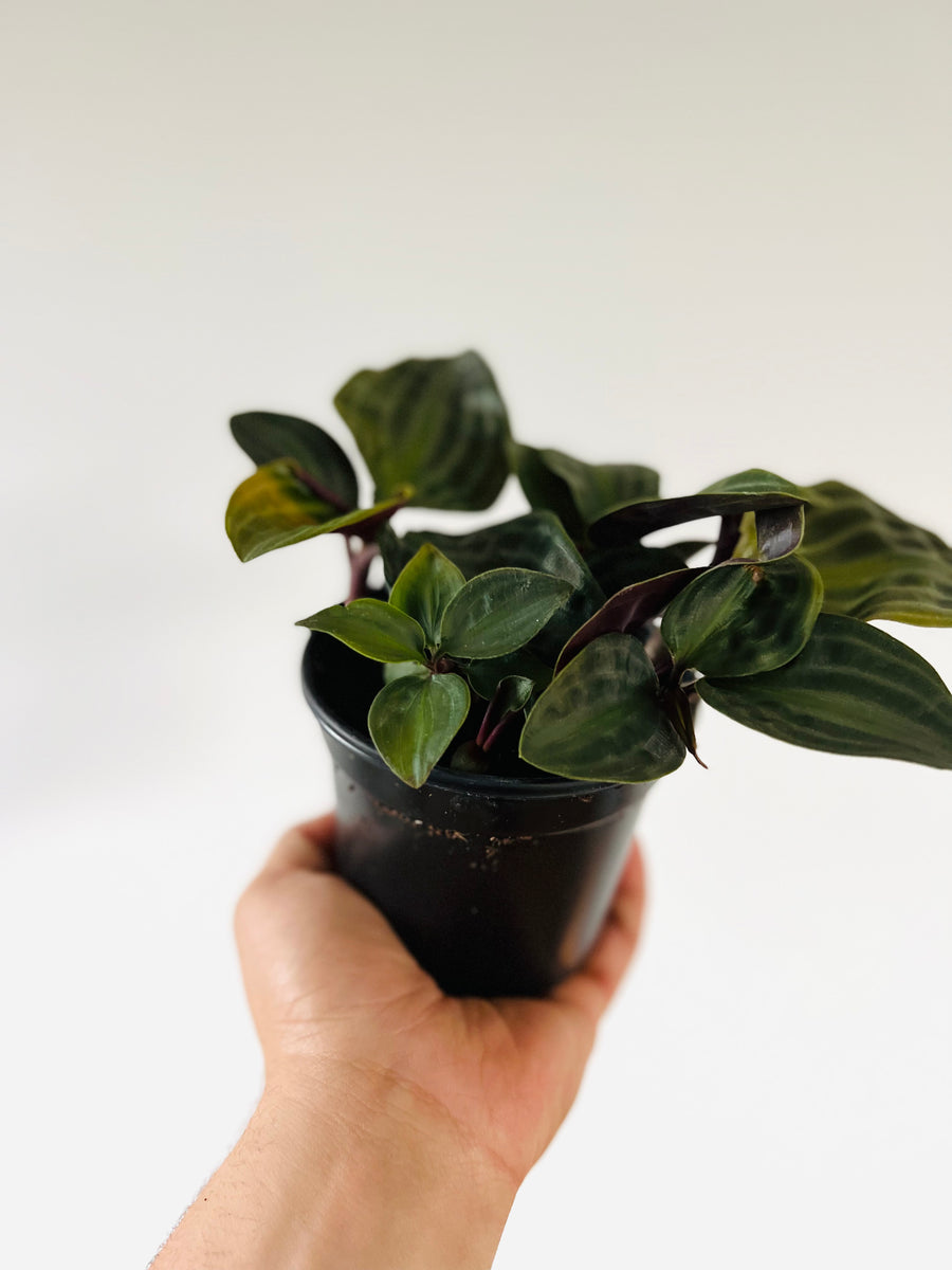 Geogenanthus Poeppigii - Seersucker Plant - 4