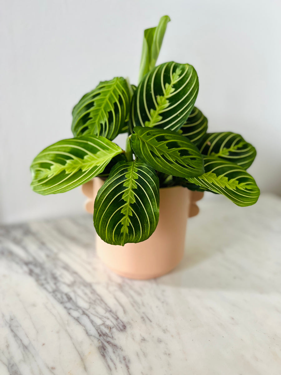 Sydney Pot in Coral - 5
