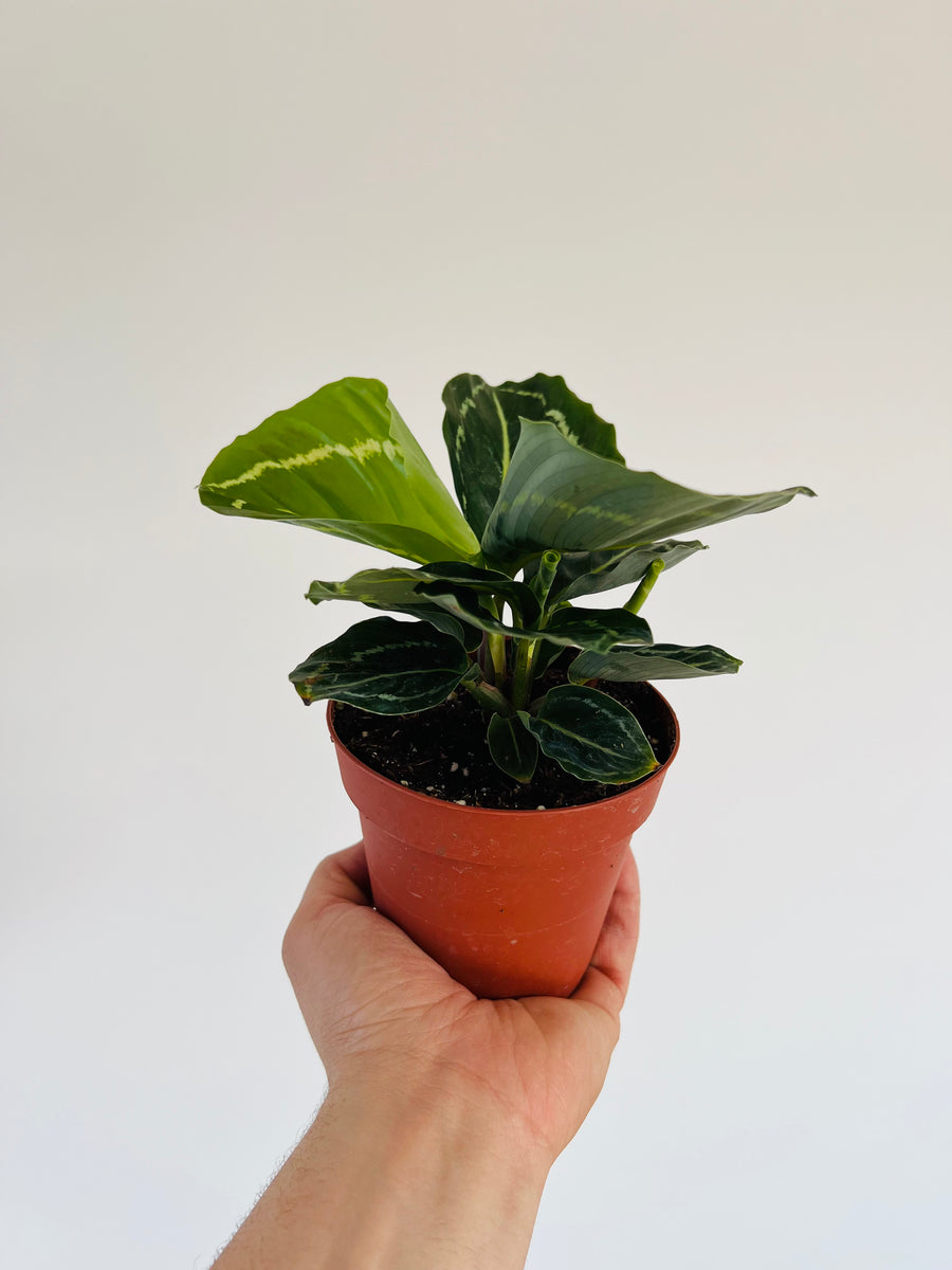 Calathea 'Rosey Green' - 4
