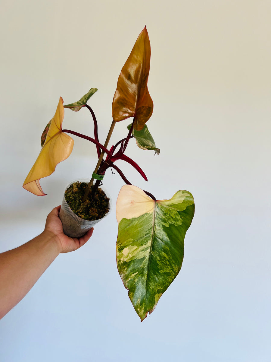 Philodendron Strawberry Shake - High Variegation - Plant A9 - Includes Overnight Express Shipping