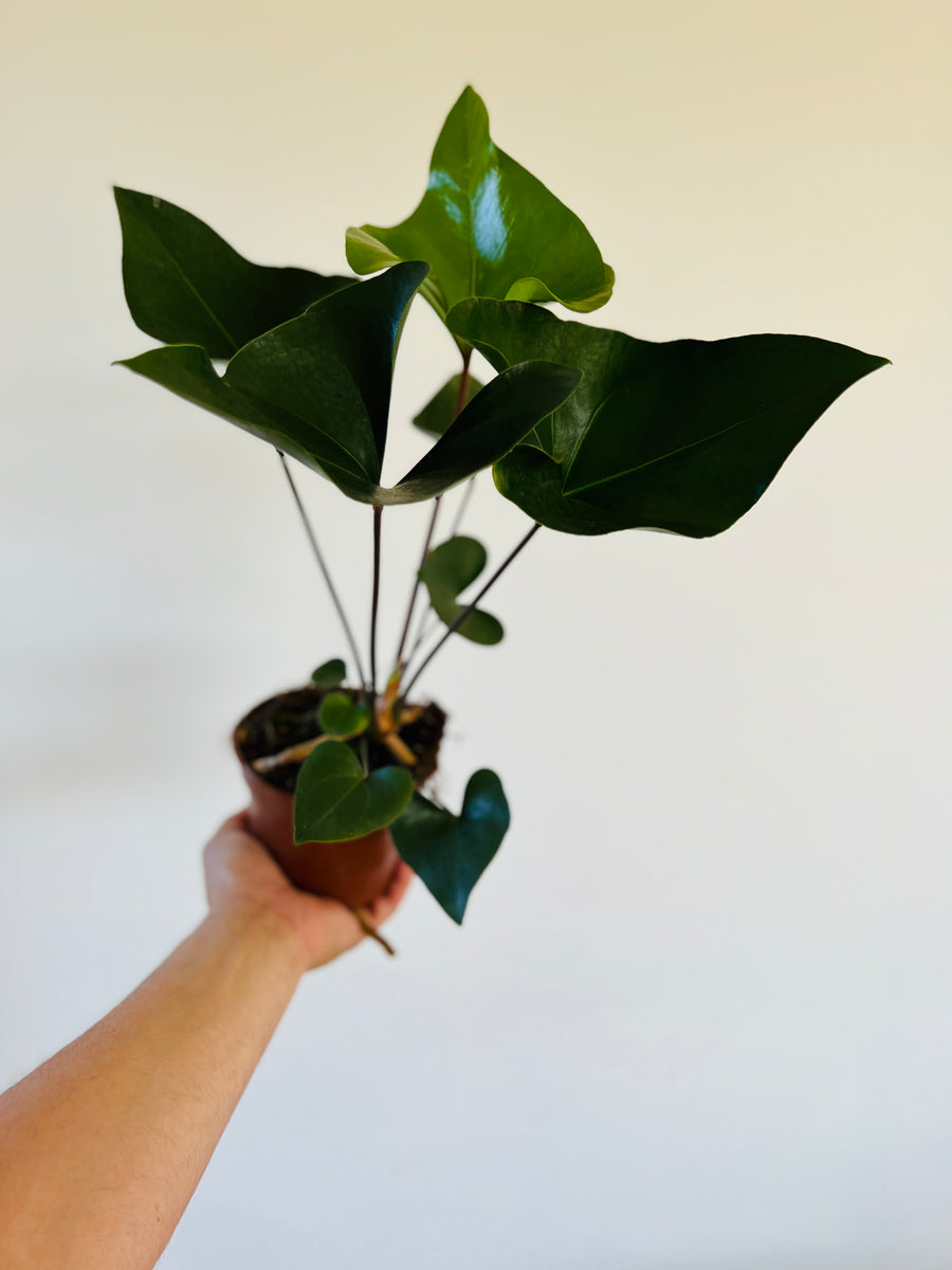 Anthurium Arrow - Rare Aroid - 5” Pot