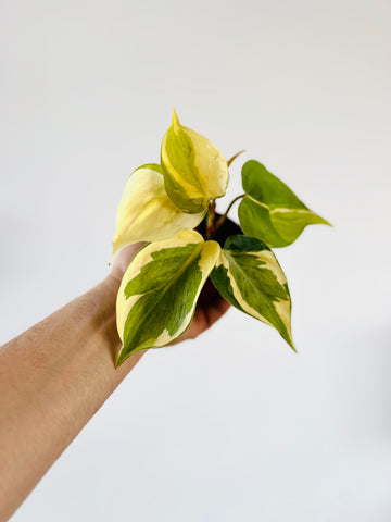 Philodendron Cream Splash - Grown From Mother Plant B - 3