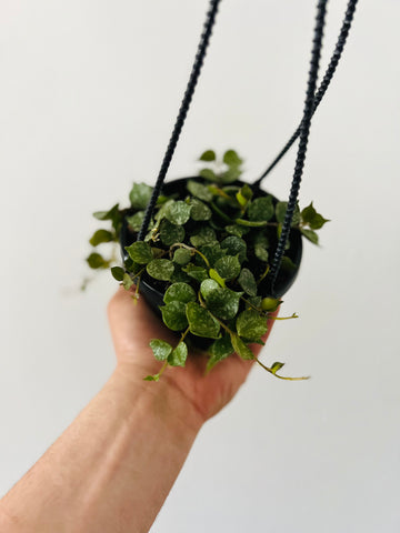 Hoya Curtsii - Full & Starting to Trail- 4