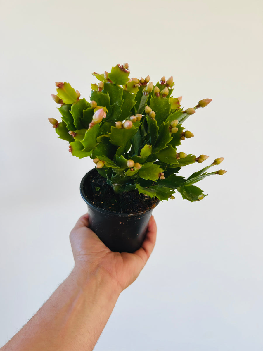 Christmas Cactus - Schlumbergera Zygocactus  - 4