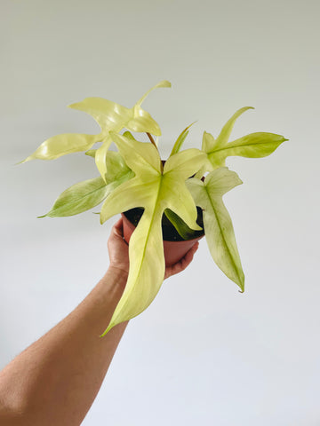 Philodendron Florida Ghost Mint - Highly Variegated - 6