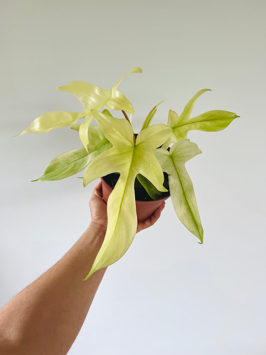 Philodendron Florida Ghost Mint - Highly Variegated - 6