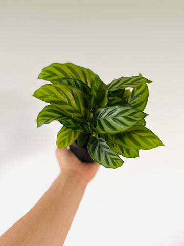 Calathea Freddie - 4