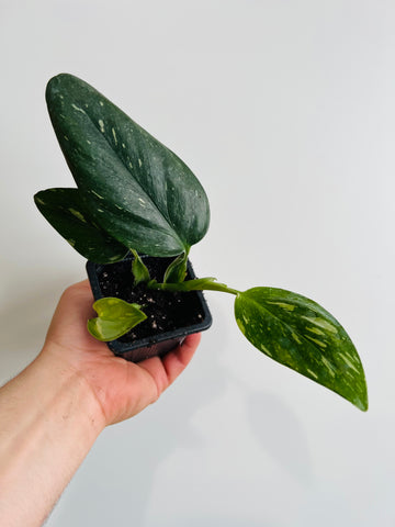 Monstera Standleyana Albo - 3