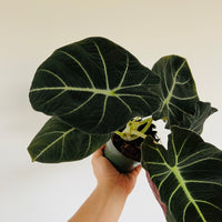 Alocasia Black Magic