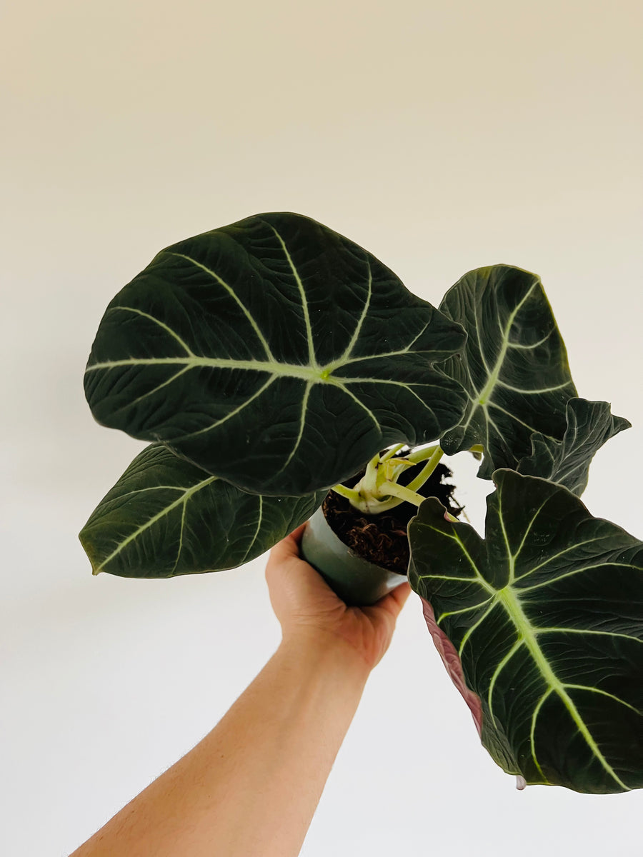philodendron black magic Alocasia Black Magic