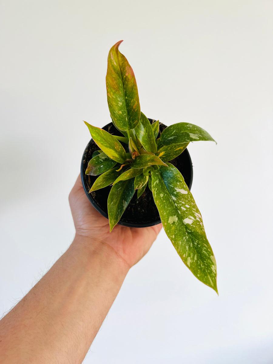 Philodendron Ring of Fire Variegated - Rare Philodendron - 4