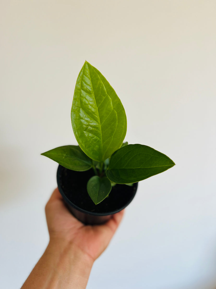 Anthurium Jenmanii - 4