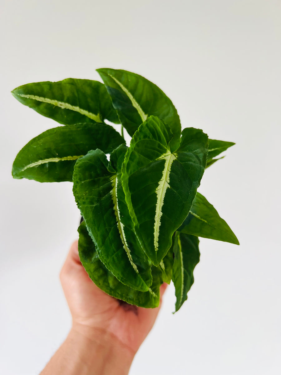Syngonium Wendlanii - Rare Syngonium - 4