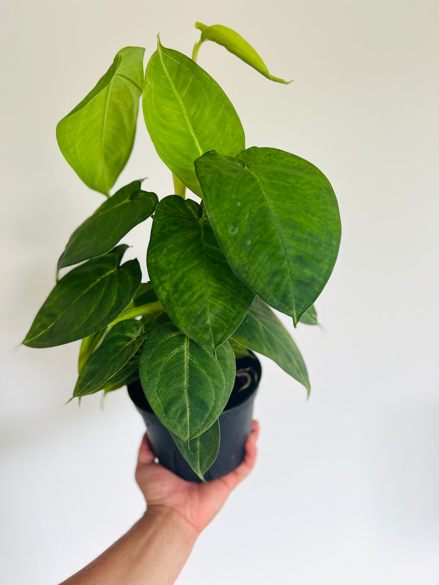 Syngonium Ice Frost - Full & Vining - 6