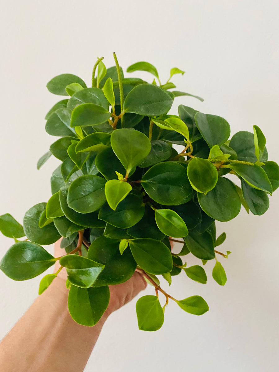 Peperomia Cubensis - 4