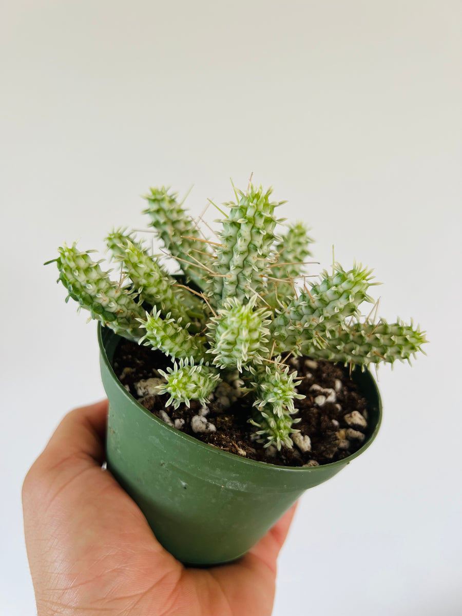 Corn on the Cob Cactus - Euphorbia Mammillaris - 4