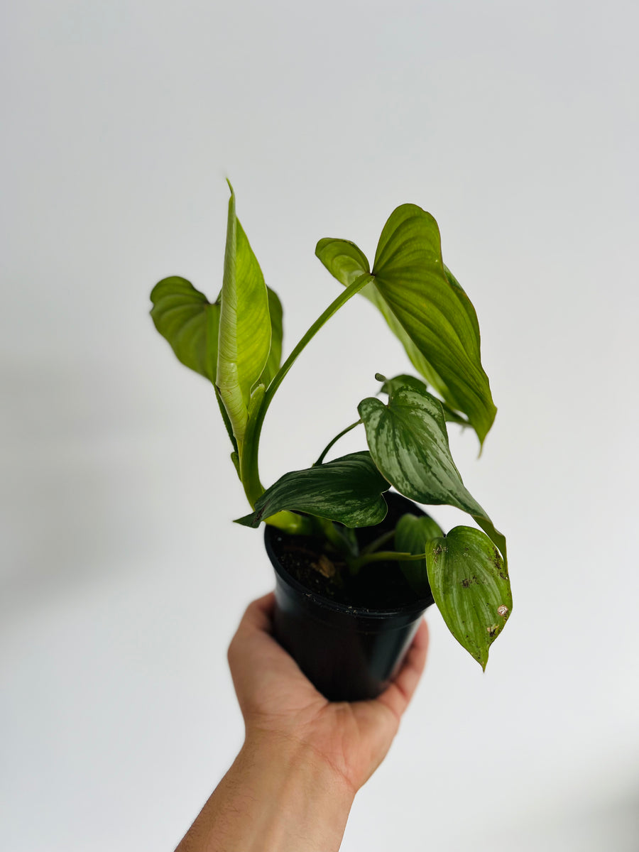 Philodendron Mamei Silver Cloud - 4