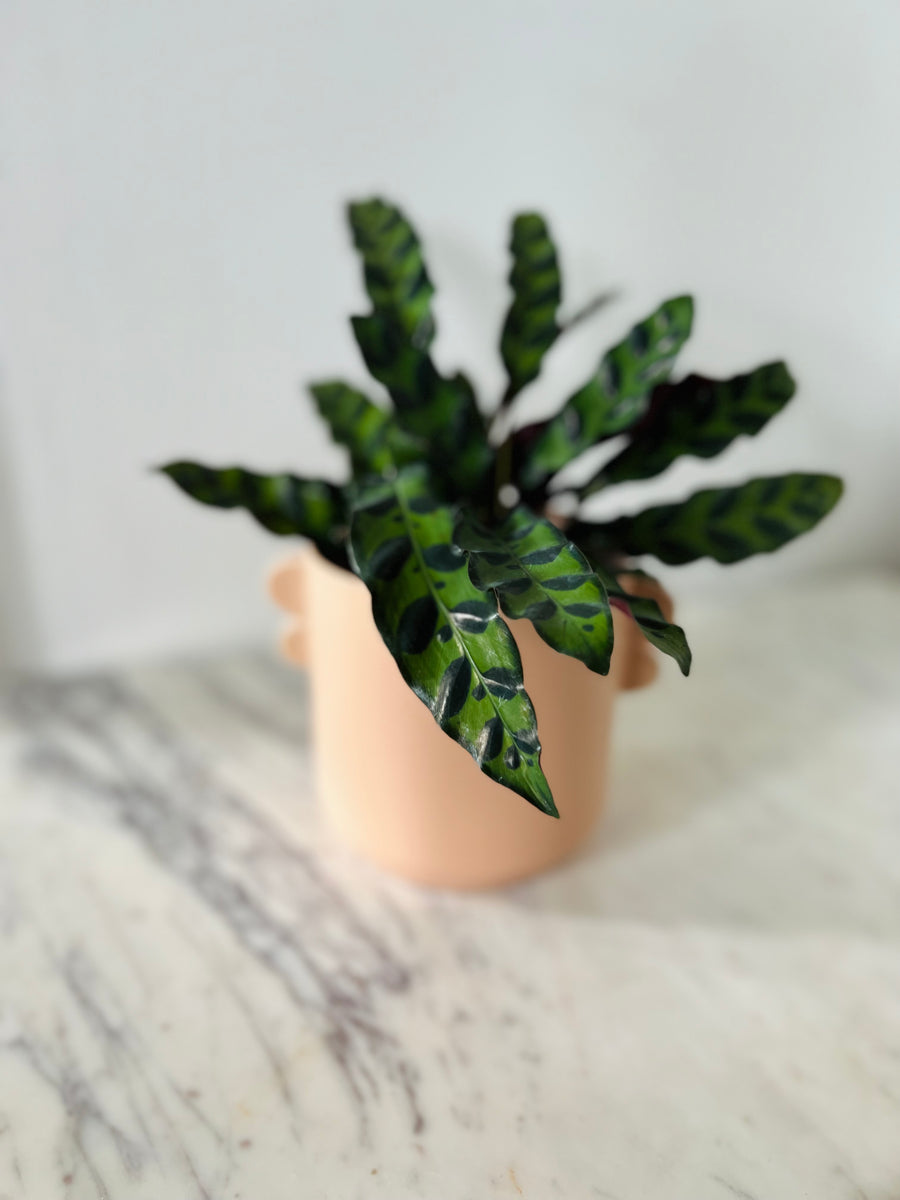 Sydney Pot in Coral - 5