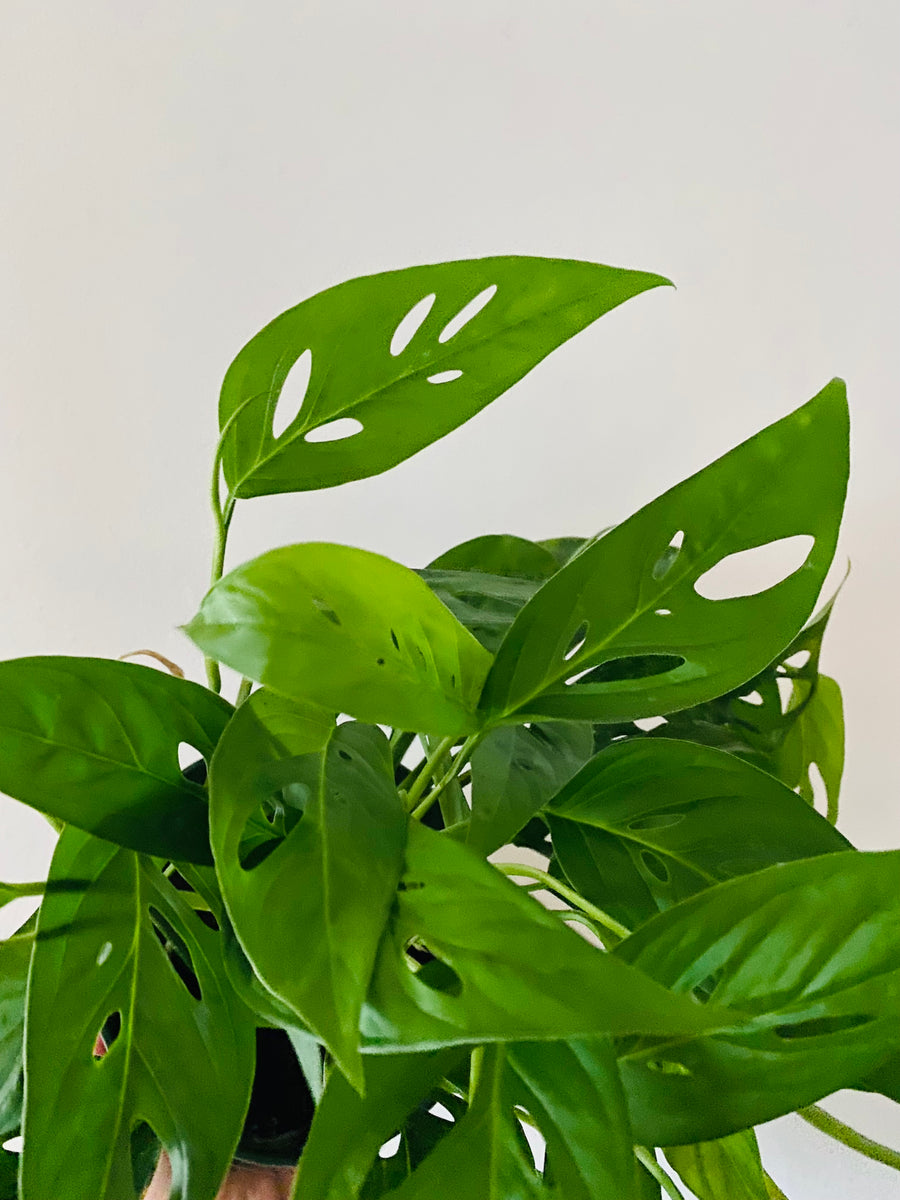 Monstera Adansonii 'Narrow Form' - Swiss Cheese Plant - 8