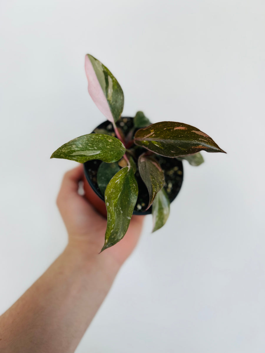 Philodendron Pink Princess - 4