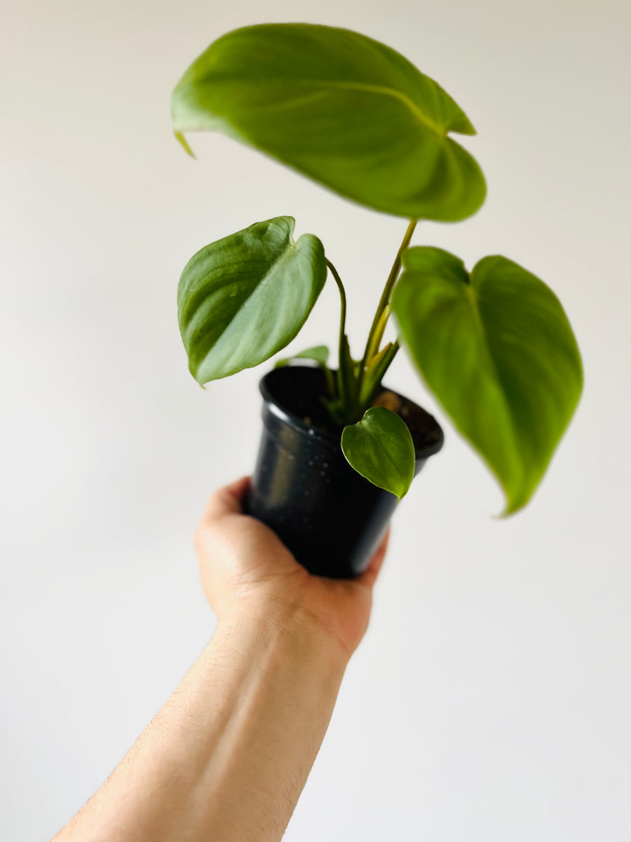 Philodendron McDowell - Gloriosum x Ecuadoriana - Rare Aroid - 4