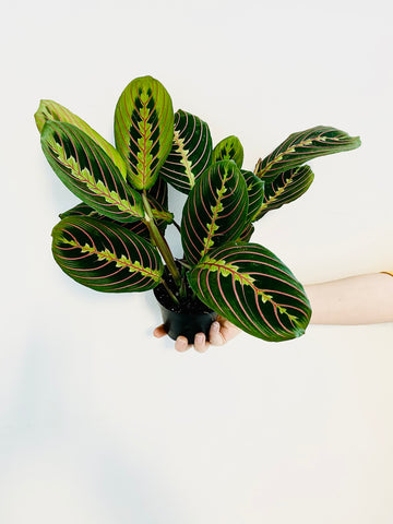 Maranta Leuconeura 'Red' - Red Prayer Plant - 4