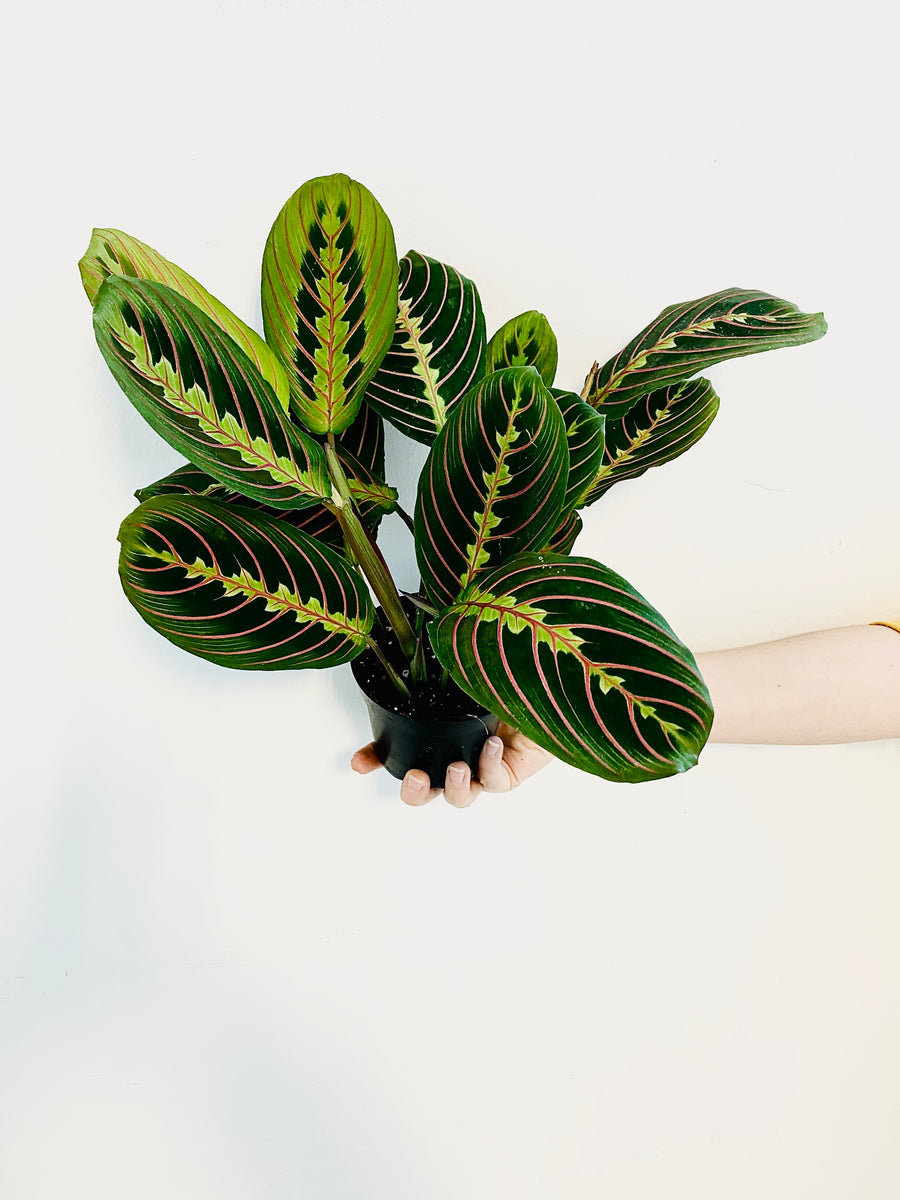 red mantra prayer plant Maranta Leuconeura 'Red' - Red Prayer Plant