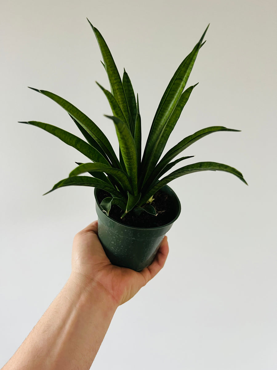 Sansevieria Meechai - Hybrid Snake Plant - 4