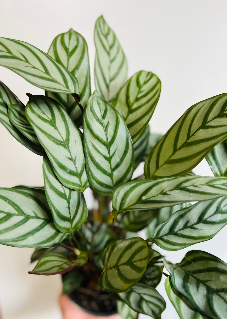 Calathea 'Setosa' - 6