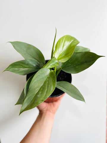 Philodendron Hastatum 'Silver Sword' - 6