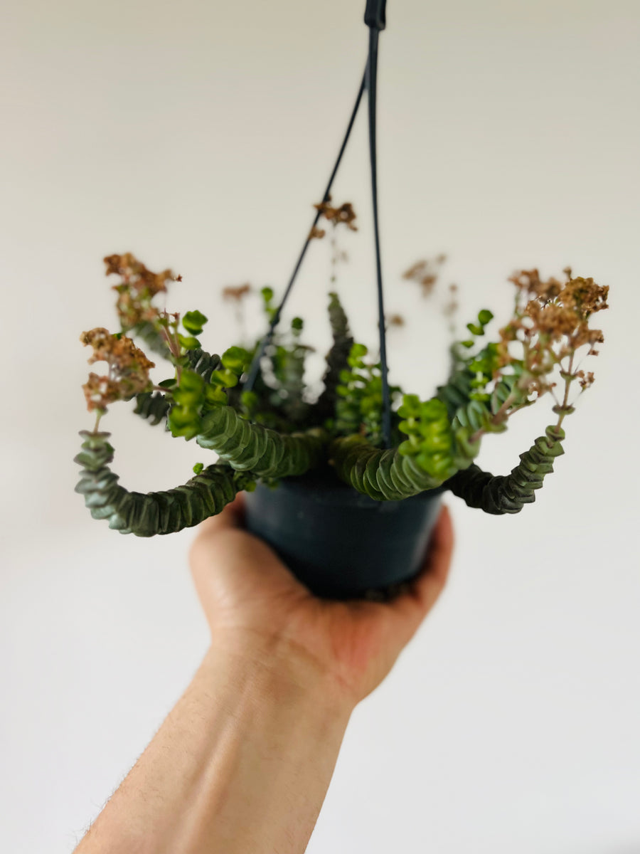 String of Caterpillars - Crassula Hottentot - 4